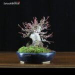 Acero Palmato Yamamomiji VENDUTO - immagine 3