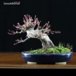 Acero Palmato Yamamomiji VENDUTO - immagine 4