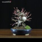 Acero Palmato Yamamomiji VENDUTO - immagine 5