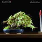 Acero Palmato Yamamomiji VENDUTO