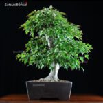 Acer Buergerianum VENDUTO - immagine 4
