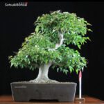 Acer Buergerianum VENDUTO