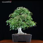 Acer Buergerianum VENDUTO - immagine 2
