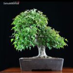 Acer Buergerianum VENDUTO - immagine 3