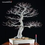 Carpinus Turczaninowii VENDUTO