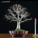 Zelkova Serrata VENDUTO - immagine 2
