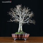 Zelkova Serrata VENDUTO - immagine 3