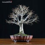 Zelkova Serrata VENDUTO - immagine 4