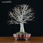Zelkova Serrata VENDUTO - immagine 5