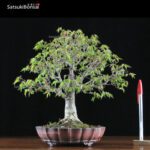 Zelkova Serrata VENDUTO