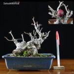 Malus Cerasifera VENDUTO