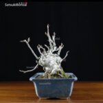 Malus Cerasifera VENDUTO - immagine 2