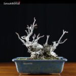 Malus Cerasifera VENDUTO - immagine 3