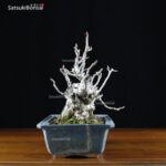 Malus Cerasifera VENDUTO - immagine 4