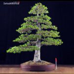 Pino Pentaphylla Goyomatsu Zuisho VENDUTO