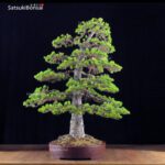 Pino Pentaphylla Goyomatsu Zuisho VENDUTO - immagine 2