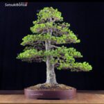 Pino Pentaphylla Goyomatsu Zuisho VENDUTO - immagine 3