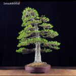 Pino Pentaphylla Goyomatsu Zuisho VENDUTO - immagine 4