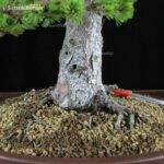 Pino Pentaphylla Goyomatsu Zuisho VENDUTO - immagine 5