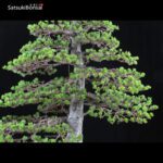 Pino Pentaphylla Goyomatsu Zuisho VENDUTO - immagine 6