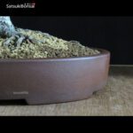 Pino Pentaphylla Goyomatsu Zuisho VENDUTO - immagine 7