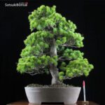 Pino Pentaphylla Goyomatsu VENDUTO