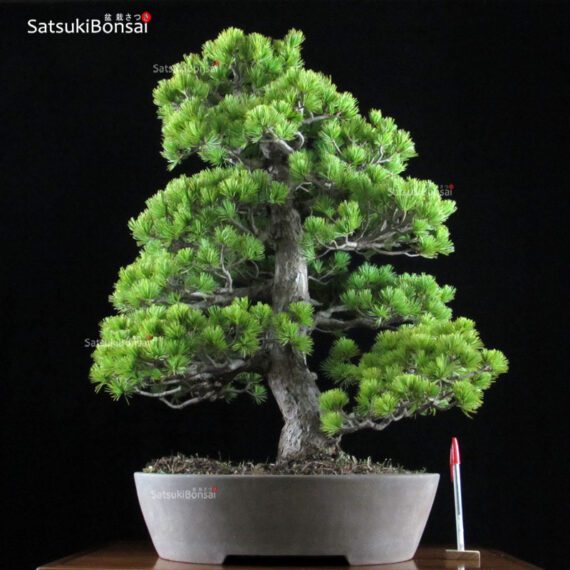 Pino Pentaphylla Goyomatsu VENDUTO - immagine 1