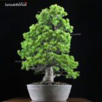 Pino Pentaphylla Goyomatsu VENDUTO - immagine 2