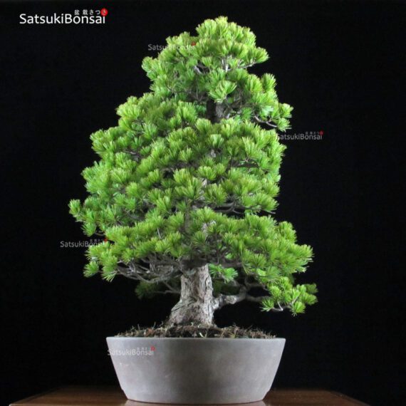 Pino Pentaphylla Goyomatsu VENDUTO - immagine 2