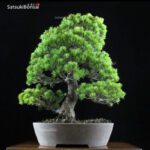 Pino Pentaphylla Goyomatsu VENDUTO - immagine 3