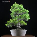 Pino Pentaphylla Goyomatsu VENDUTO - immagine 4