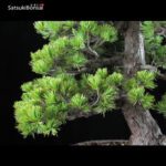 Pino Pentaphylla Goyomatsu VENDUTO - immagine 5