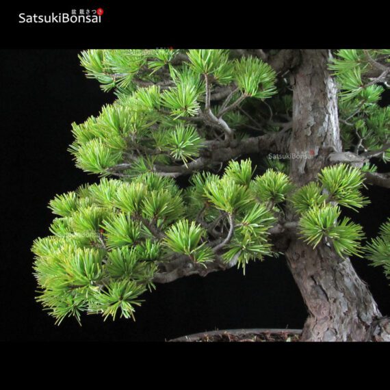 Pino Pentaphylla Goyomatsu VENDUTO - immagine 5