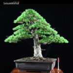 Pino Pentaphylla Goyomatsu Zuisho VENDUTO - immagine 2