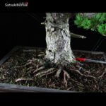 Pino Pentaphylla Goyomatsu Zuisho VENDUTO - immagine 11