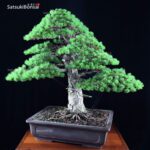 Pino Pentaphylla Goyomatsu Zuisho VENDUTO