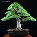 Pino Pentaphylla Goyomatsu Zuisho VENDUTO - immagine 3