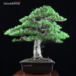 Pino Pentaphylla Goyomatsu Zuisho VENDUTO - immagine 4