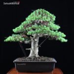 Pino Pentaphylla Goyomatsu Zuisho VENDUTO - immagine 5