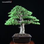 Pino Pentaphylla Goyomatsu Zuisho VENDUTO - immagine 6