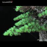 Pino Pentaphylla Goyomatsu Zuisho VENDUTO - immagine 7