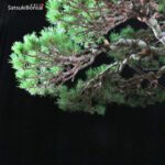 Pino Pentaphylla Goyomatsu Zuisho VENDUTO - immagine 8