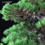 Pino Pentaphylla Goyomatsu Zuisho VENDUTO - immagine 9