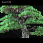 Pino Pentaphylla Goyomatsu Zuisho VENDUTO - immagine 10