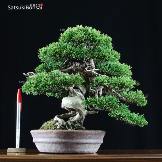 Juniperus Chinensis shohin VENDUTO