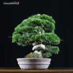 Juniperus Chinensis shohin VENDUTO - immagine 2