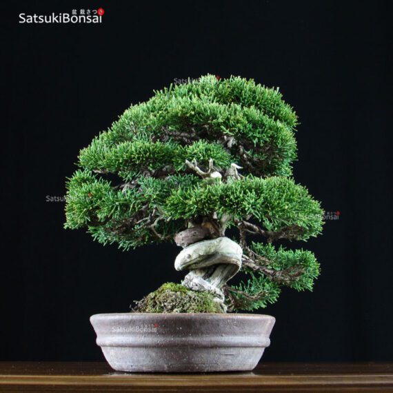 Juniperus Chinensis shohin VENDUTO - immagine 2