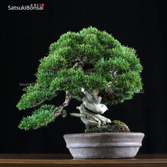 Juniperus Chinensis shohin VENDUTO - immagine 3