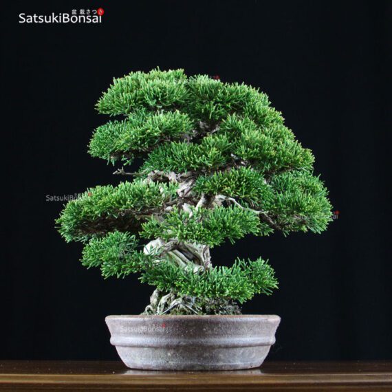 Juniperus Chinensis shohin VENDUTO - immagine 4