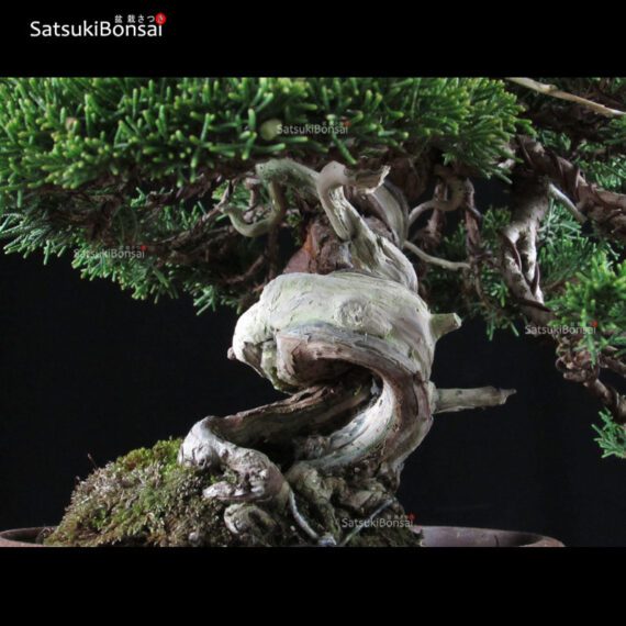 Juniperus Chinensis shohin VENDUTO - immagine 5